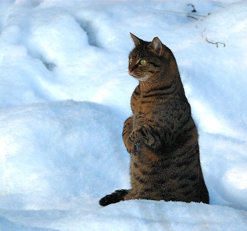 Schneeleopard oder Erdmännchen?