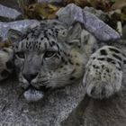 Schneeleopard / Panthera uncia