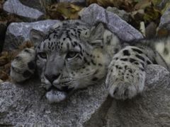 Schneeleopard / Panthera uncia