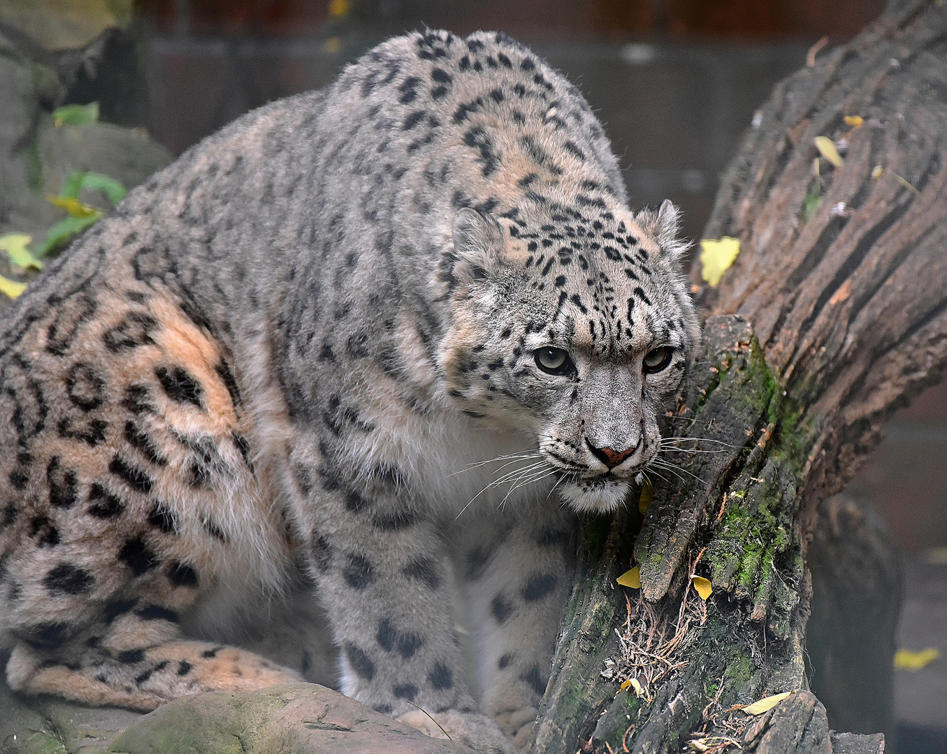 Schneeleopard (Panthera uncia)