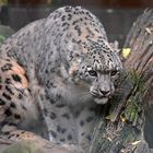 Schneeleopard (Panthera uncia)