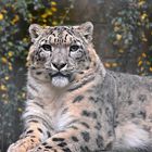 Schneeleopard (Panthera uncia)