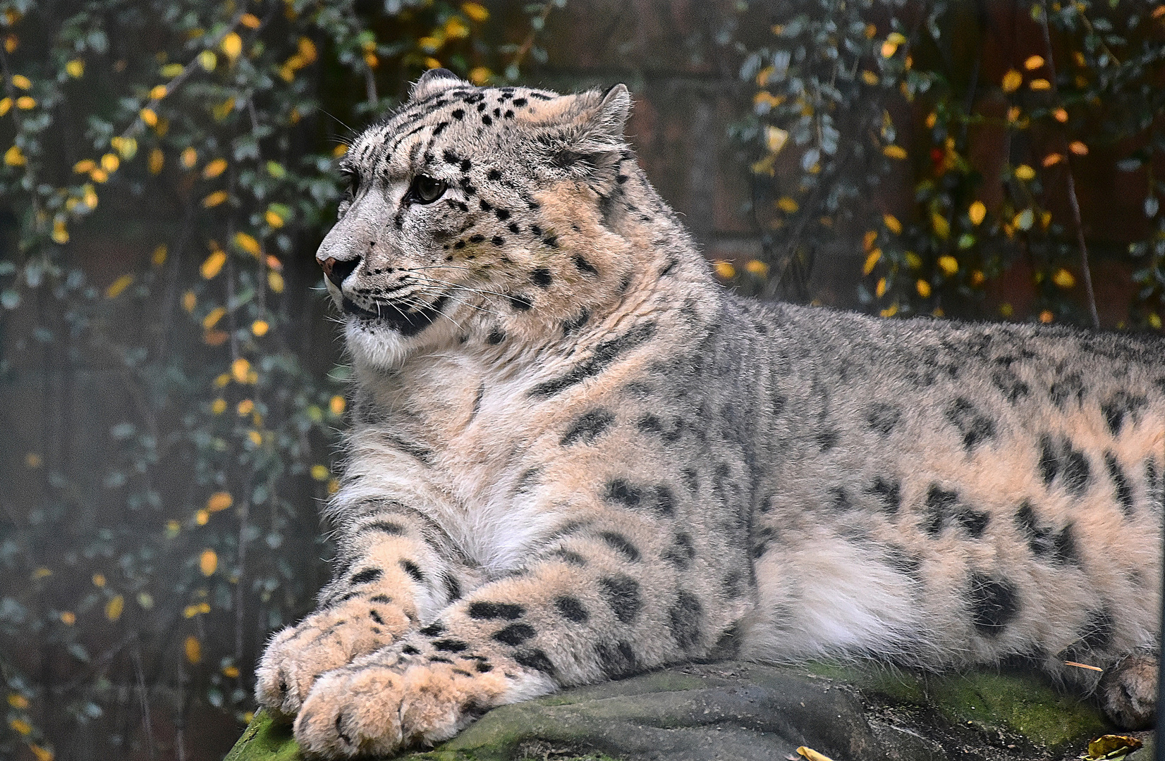 Schneeleopard (Panthera uncia)