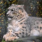 Schneeleopard (Panthera uncia)