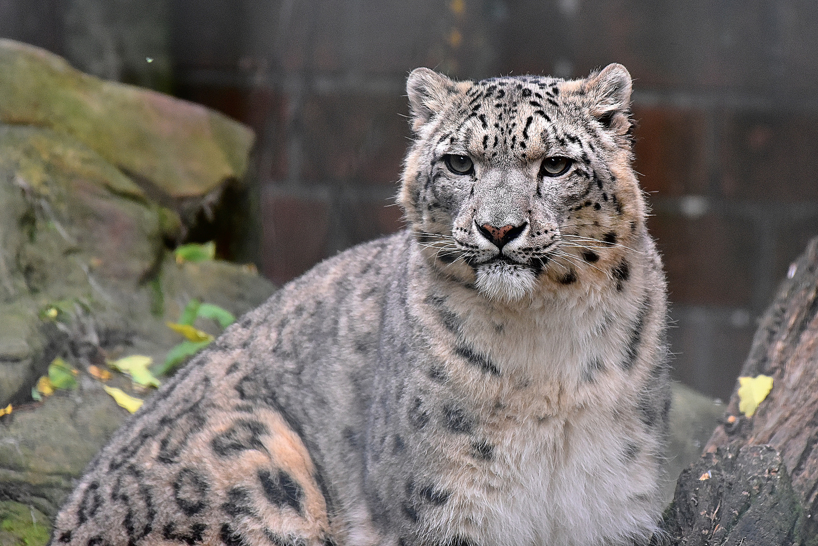 Schneeleopard (Panthera uncia)