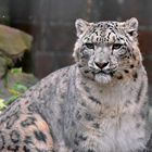 Schneeleopard (Panthera uncia)