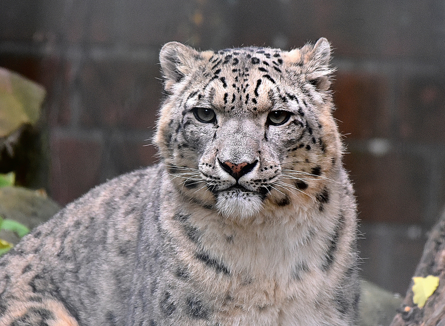 Schneeleopard (Panthera uncia) 