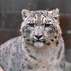 Schneeleopard (Panthera uncia) 