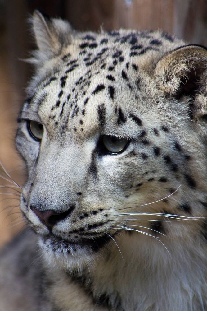 Schneeleopard (Panthera uncia)