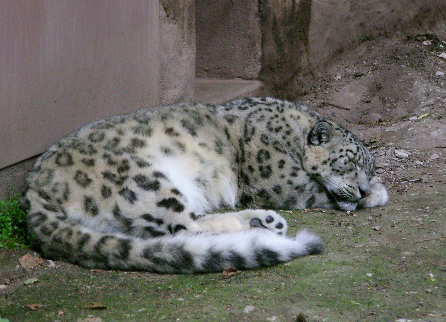 Schneeleopard (Panthera uncia)