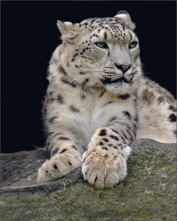 Schneeleopard - Panthera uncia