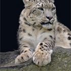 Schneeleopard - Panthera uncia