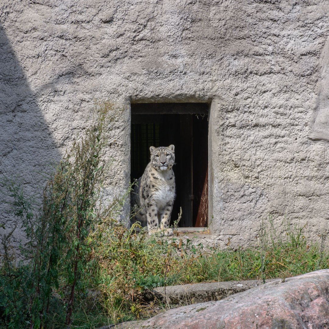 Schneeleopard (Panthera uncia)...