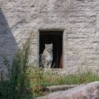 Schneeleopard (Panthera uncia)...