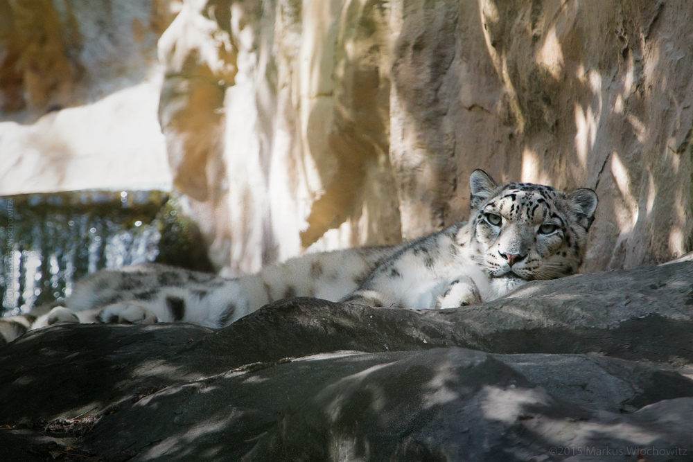 Schneeleopard (Panthera uncia) im Kölner Zoo