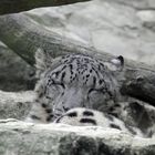 Schneeleopard (Panthera uncia), Parc Zoologique & Botanique Mulhous