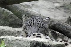 Schneeleopard (Panthera uncia), Parc Zoologique & Botanique Mulhous