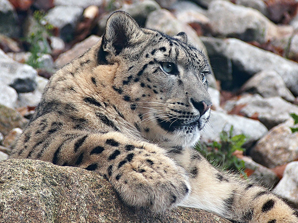 Schneeleopard - Porträt... Foto & Bild | tiere, zoo, wildpark ...