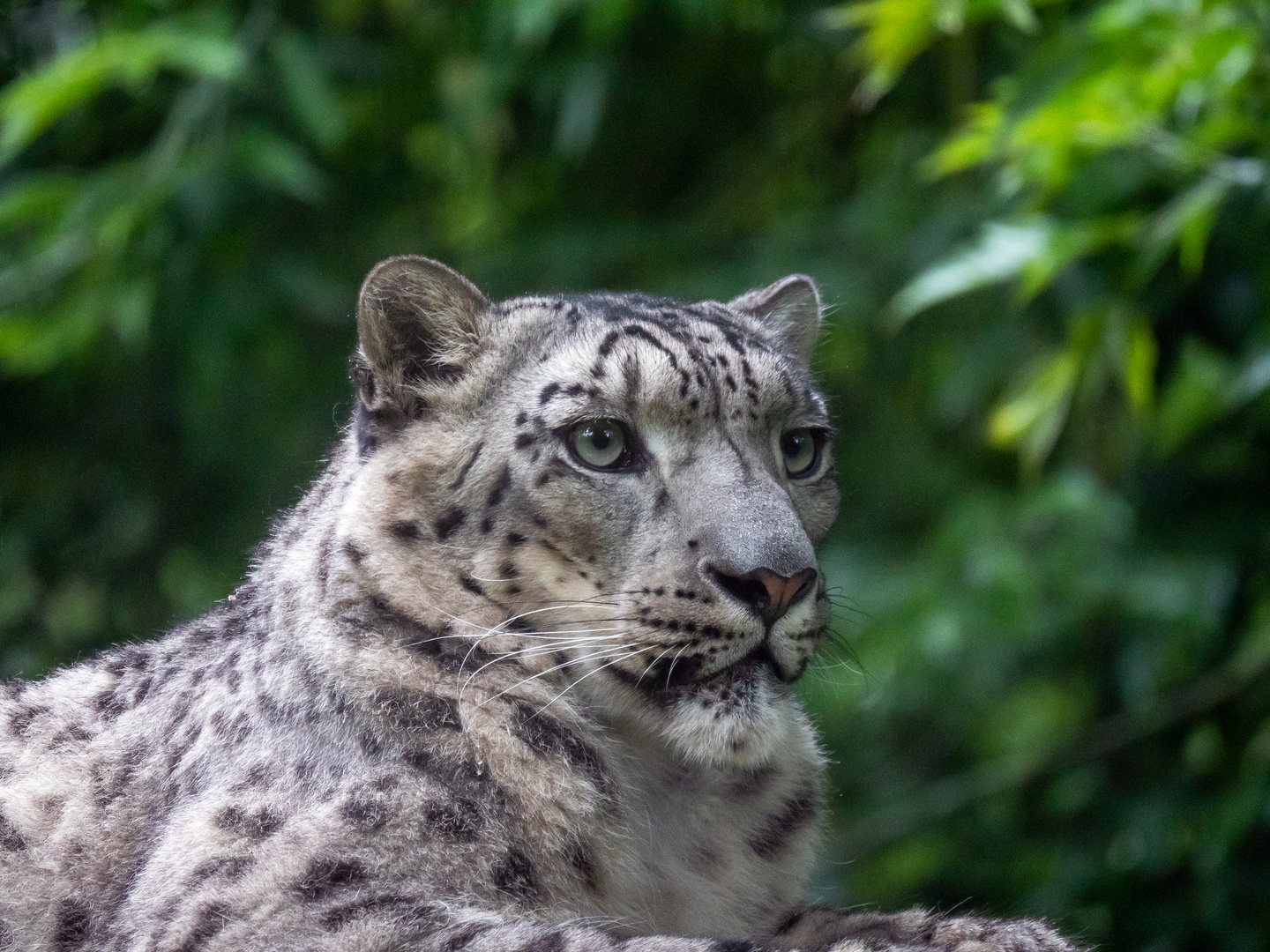 Schneeleopard Portrait