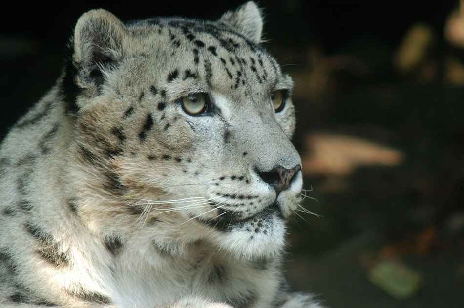 Schneeleopard ( Portrait )