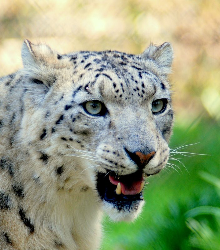 Schneeleopard - Portrait