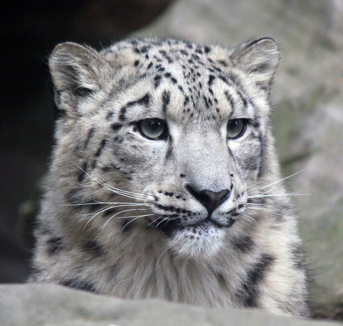 Schneeleopard - Portrait -