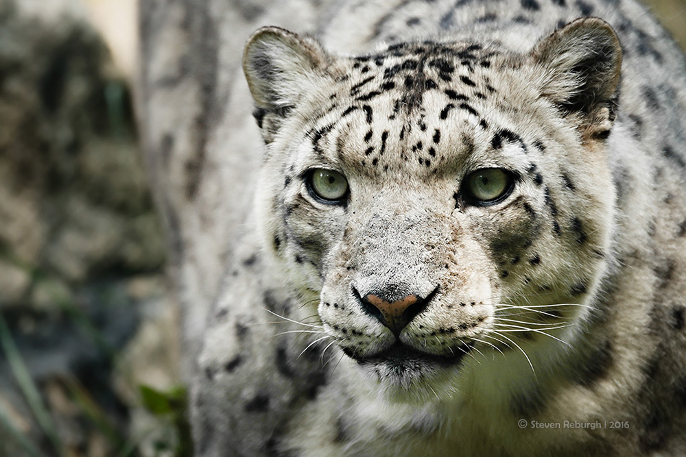 Schneeleopard - Portrait