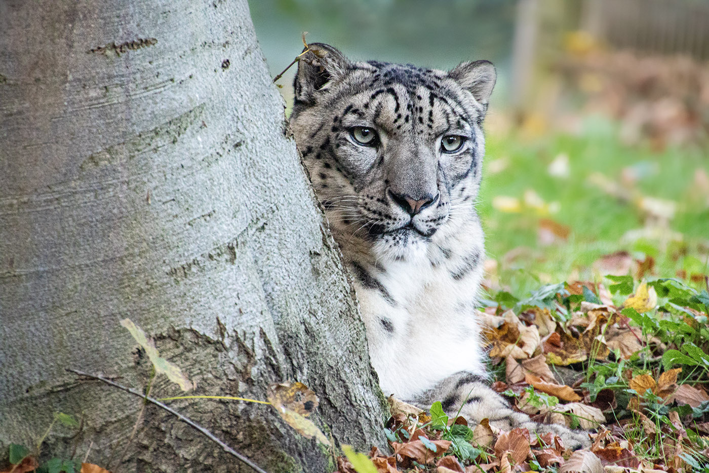 Schneeleopard - Portrait (im Zoo Rostock)