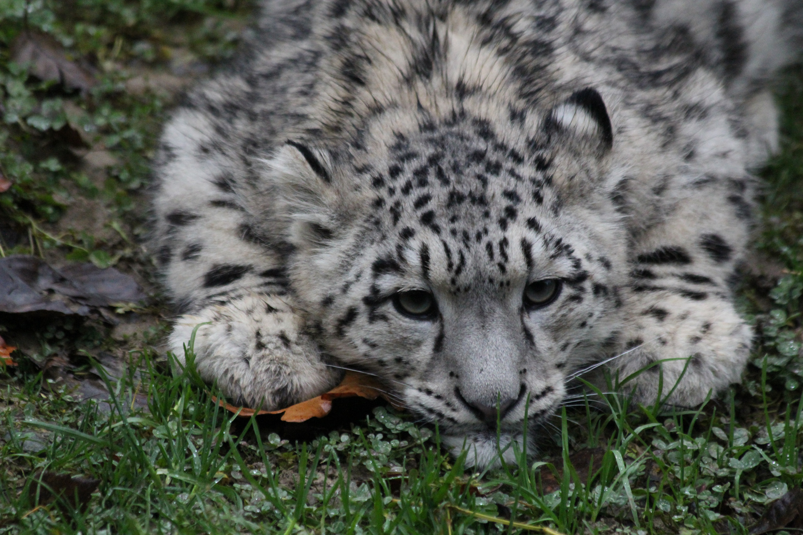 Schneeleopard schleicht sich an