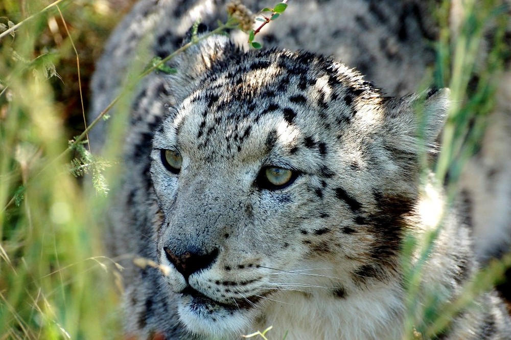 Schneeleopard, selten gewordener Bergbewohner Zentralasiens