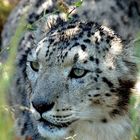 Schneeleopard, selten gewordener Bergbewohner Zentralasiens