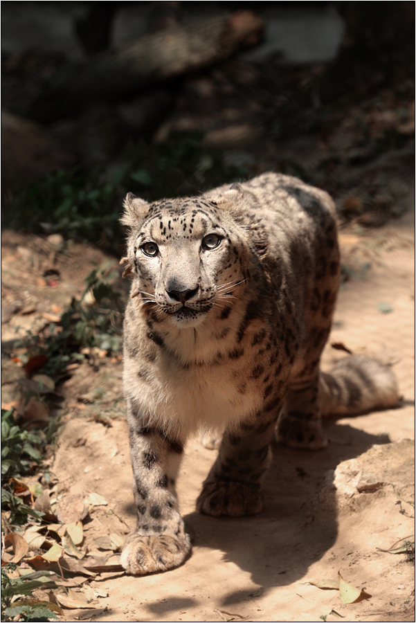 schneeleopard - snow leopard - uncia uncia