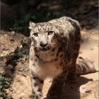 schneeleopard - snow leopard - uncia uncia