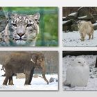 Schneeleopard, -ziege, -eule, -elefant?