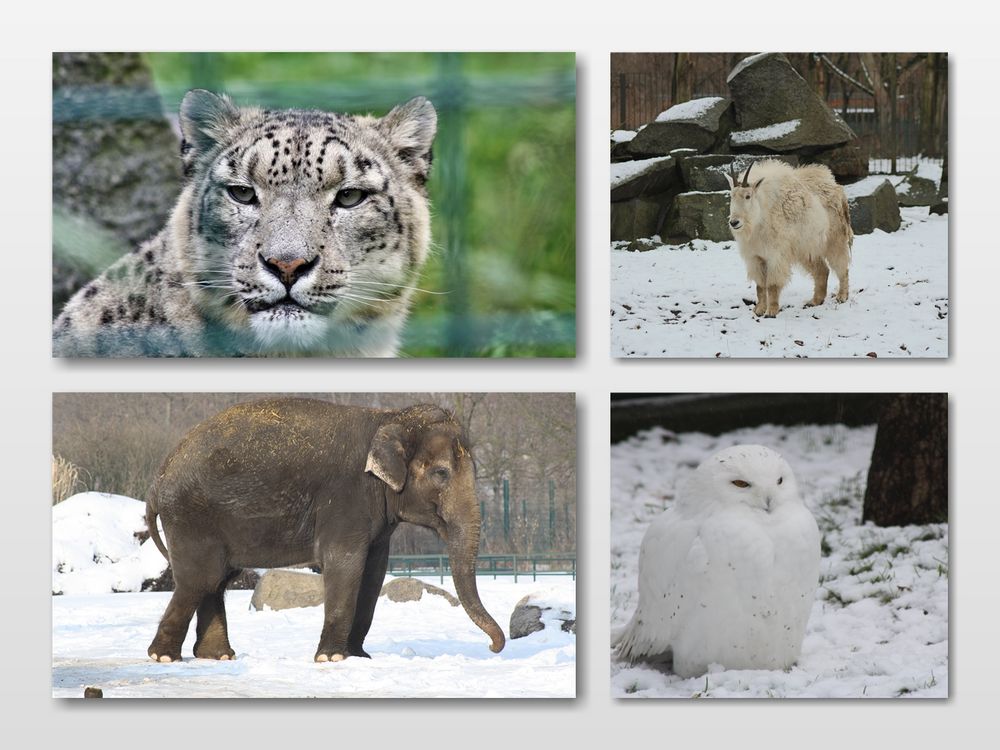 Schneeleopard, -ziege, -eule, -elefant?