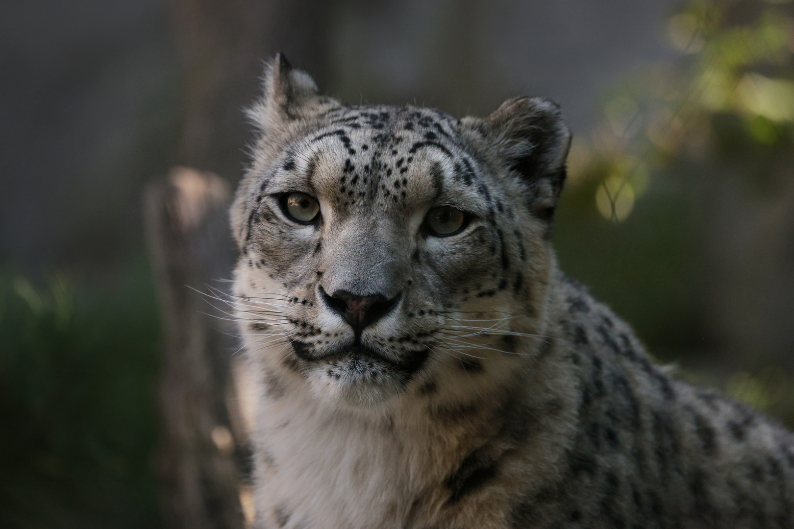 Schneeleopard, Zoo Leipzig