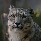 Schneeleopard, Zoo Leipzig