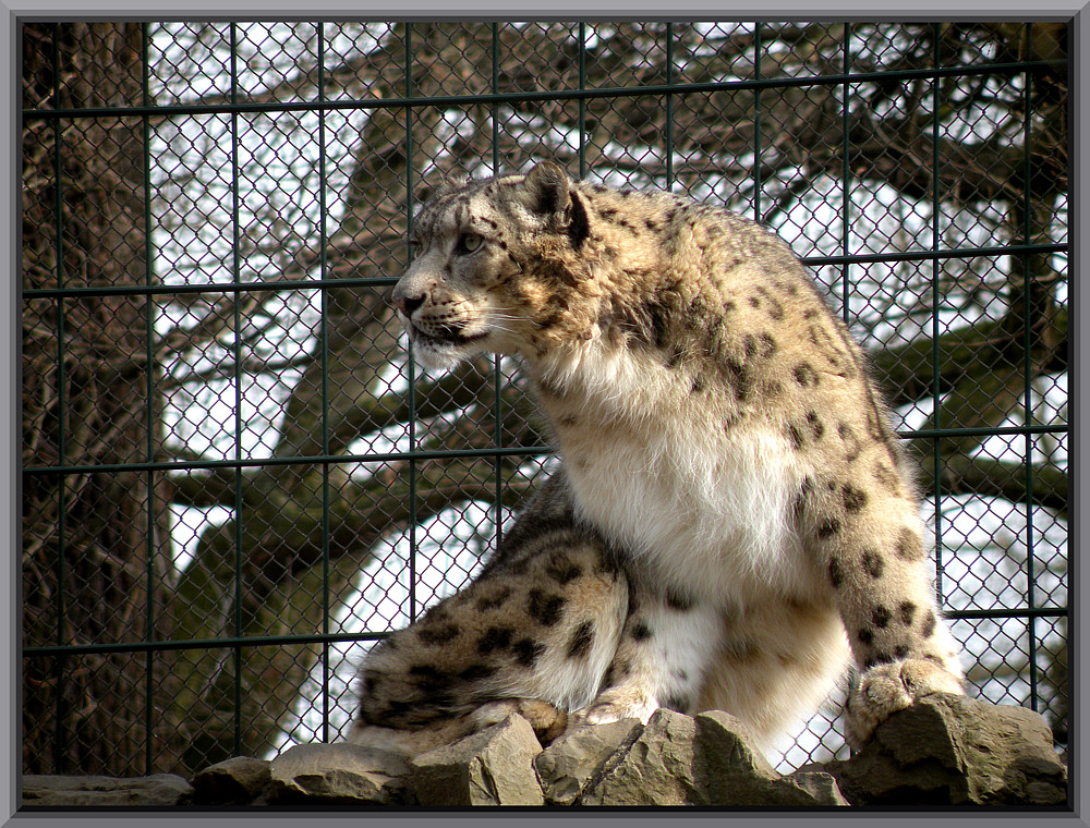 Schneeleopard ZOO MD (2)