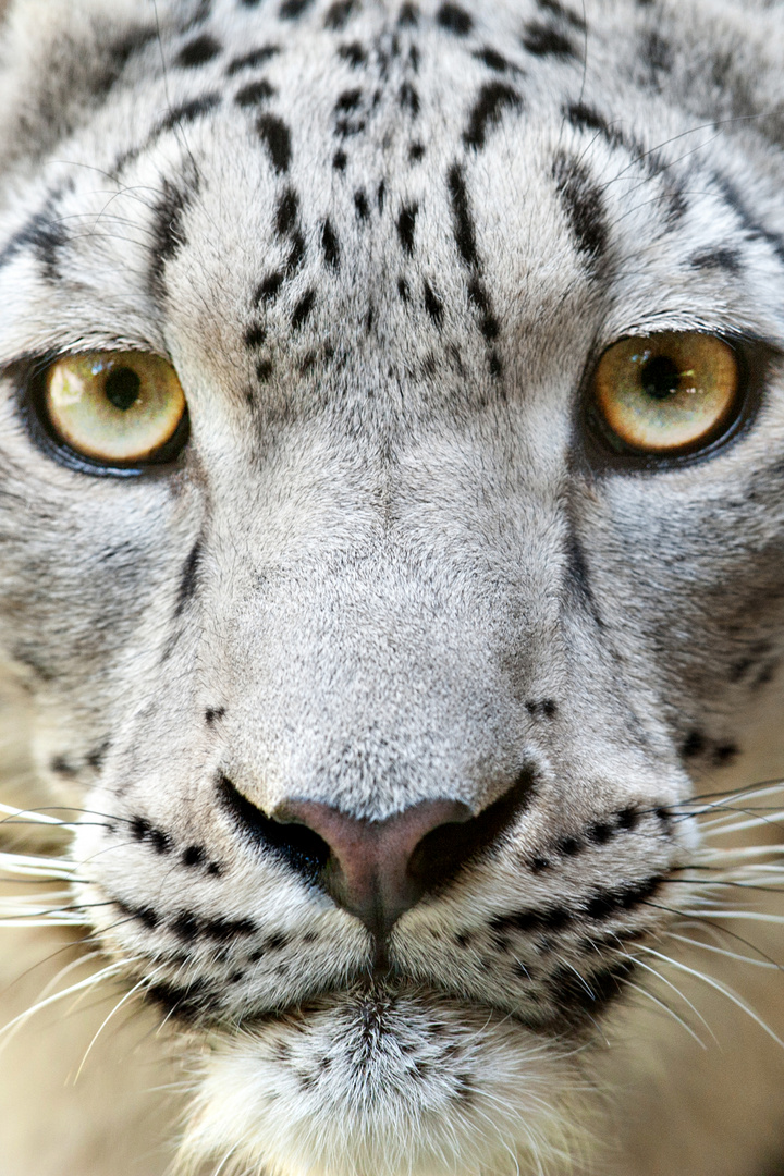 Schneeleopard, Zoo Zürich