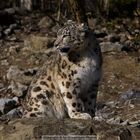 Schneeleopard, Zürcher Zoo, Schweiz