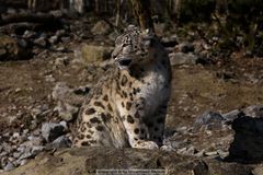 Schneeleopard, Zürcher Zoo, Schweiz