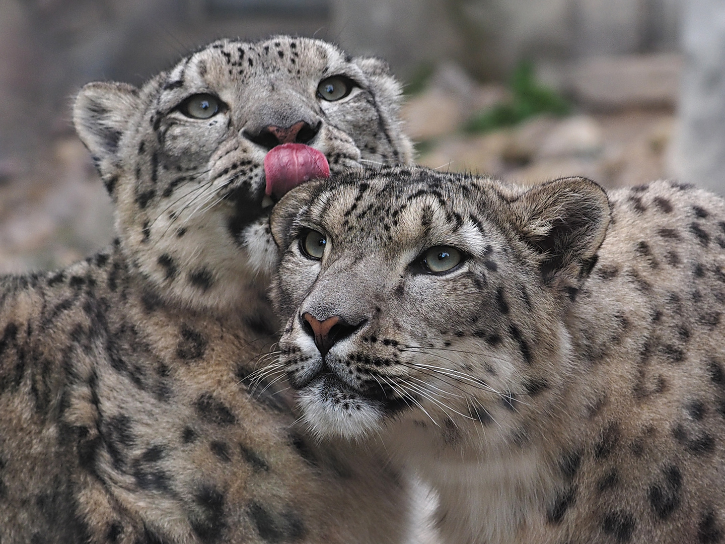 Schneeleoparden&hellip; Foto & Bild | tiere, zoo, wildpark & falknerei