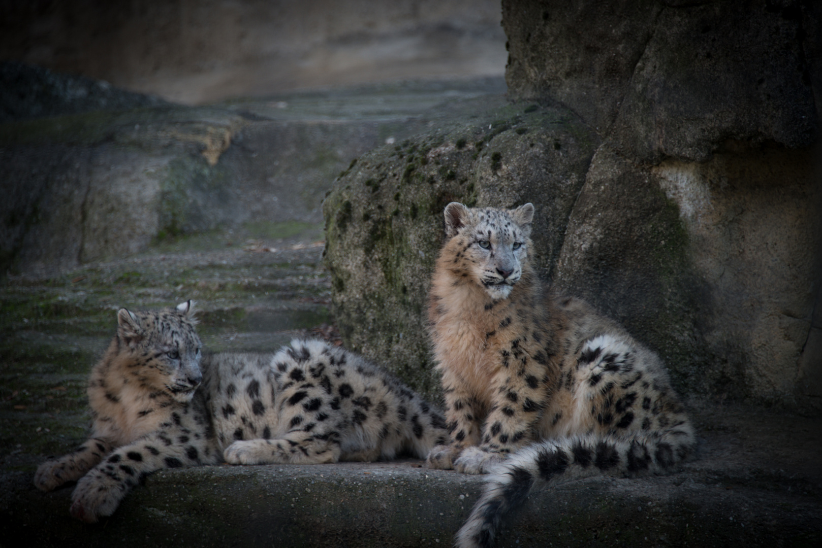 Schneeleoparden-Babies, Zoo Basel