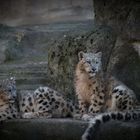 Schneeleoparden-Babies, Zoo Basel