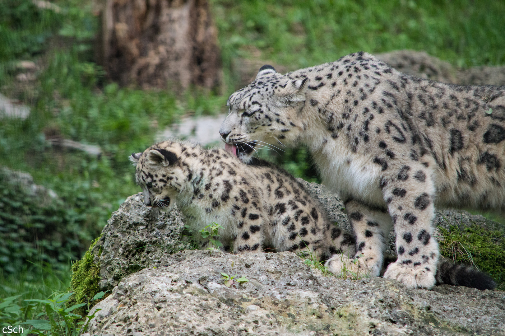 Schneeleoparden Familie