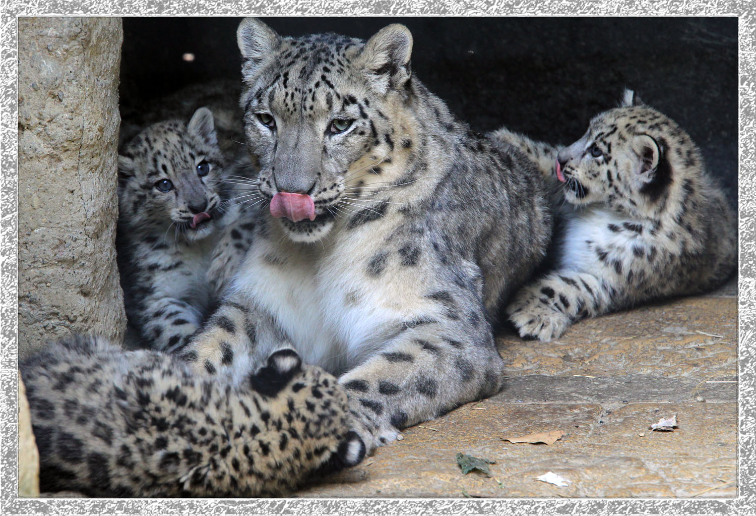 Schneeleoparden Familie