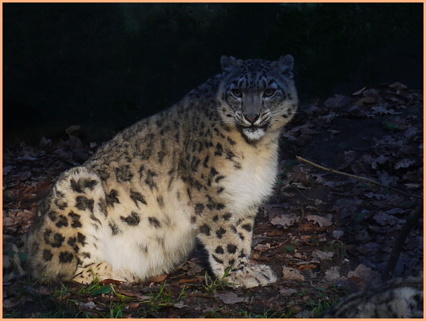 Schneeleoparden im Nürnberger Tiergarten