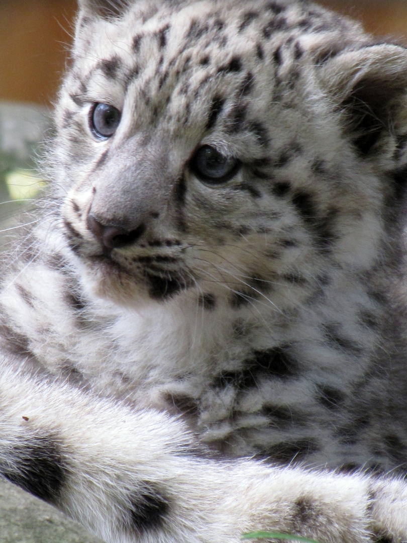 Schneeleoparden-Nachwuchs im Krefelder Zoo