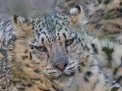 Schneeleoparden Portrait