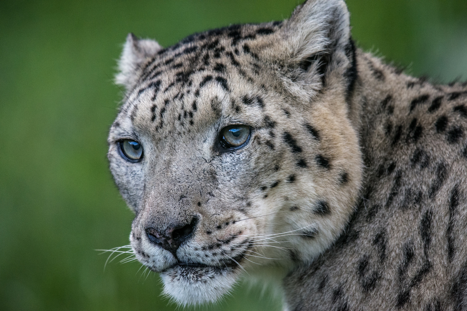 Schneeleopardenportrait